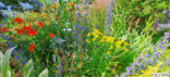 Blumen Drachenparadies