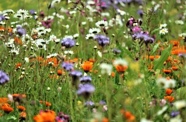 Blumenwiese