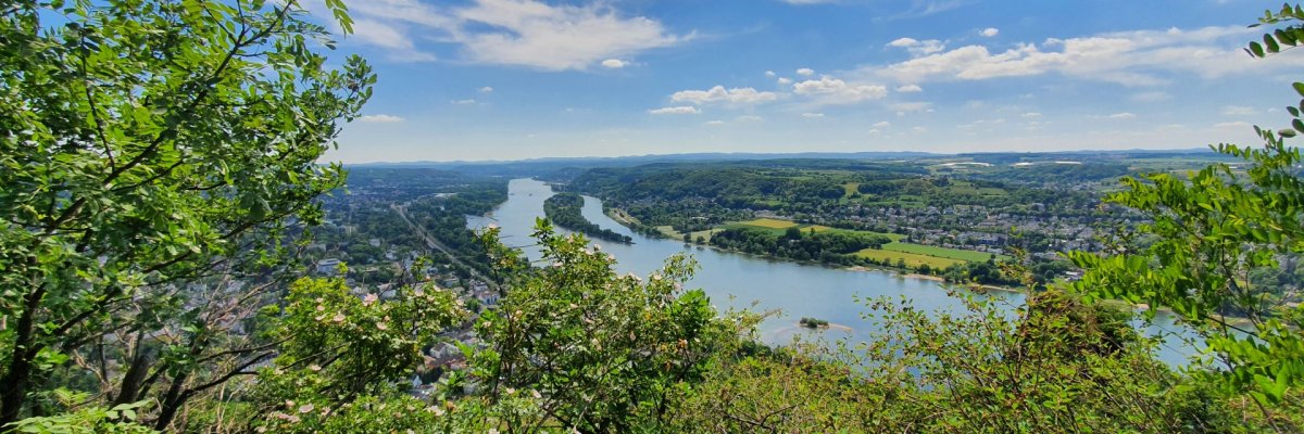 Ausblick auf den Rhein mit Bäumen im Vordergrund