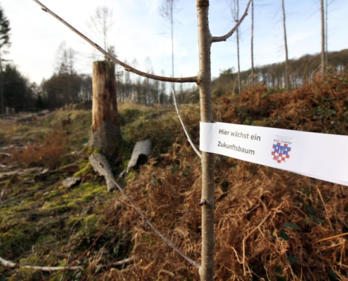 Ein junger Baum im Wald