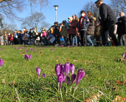 Die blühenden Krokusse im Stadtgarten sind beim Krokusfest von den Schülerinnen und Schülern der Bad Honnefer Grundschulen begrüßt worden.